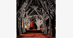 LED Fairy Lights – Decorate with stylish lights!