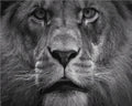 King of the Jungle - Van-Go Paint-By-Number Kit