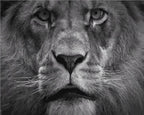 King of the Jungle - Van-Go Paint-By-Number Kit