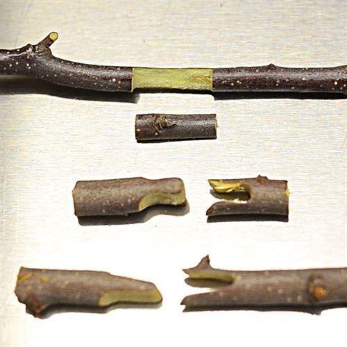 Grafting Pruning Shears