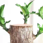 Brazilian Lucky Wood Plant – Indoor Air-Purifying & Good Fortune Décor