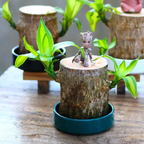 Brazilian Lucky Wood Plant – Indoor Air-Purifying & Good Fortune Décor