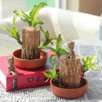 Brazilian Lucky Wood Plant – Indoor Air-Purifying & Good Fortune Décor
