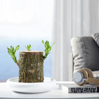 Brazilian Lucky Wood Plant – Indoor Air-Purifying & Good Fortune Décor