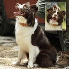 LuxeLeather - AirTag Dog Collar