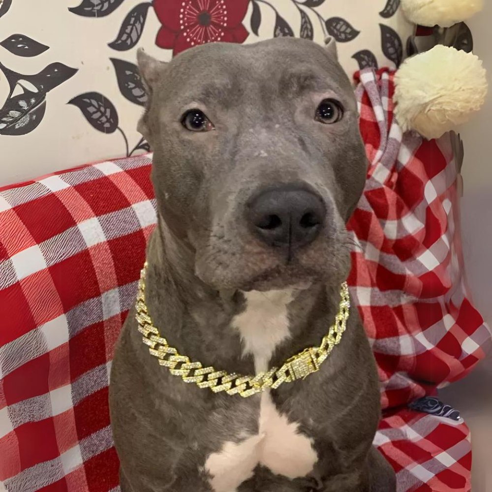 LuxeLink - Dog Gold Chain Collar