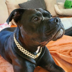 LuxeLink - Dog Gold Chain Collar