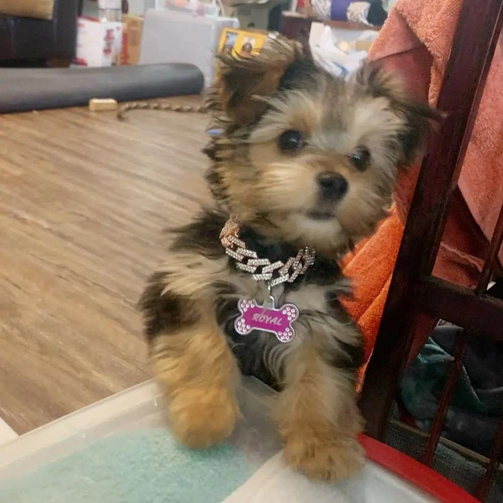 LuxeLink - Dog Gold Chain Collar