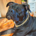 LuxeLink - Dog Gold Chain Collar