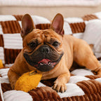 Luxurious Dog Bed Sofa - King's Chillout Sofa