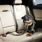 Elastic dog safety belt