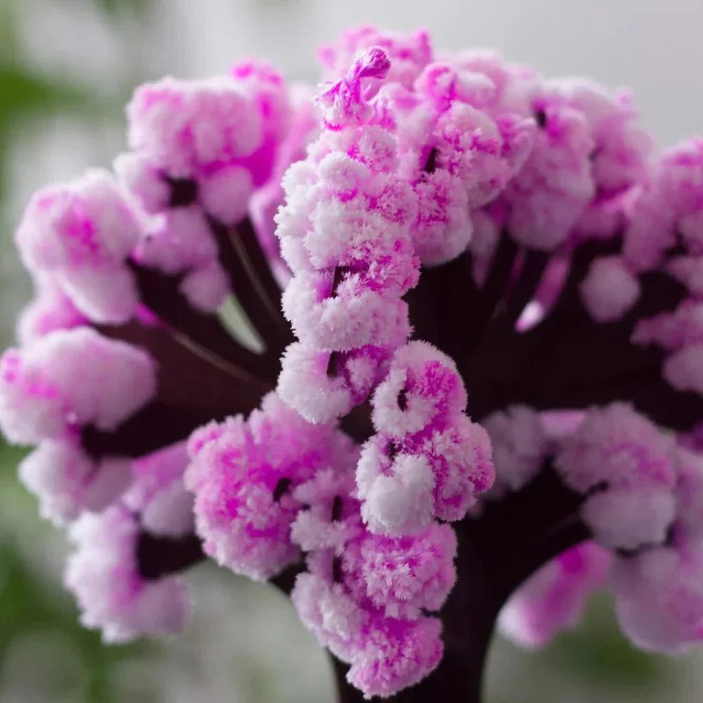 Make your garden bloom - Grow your sakura tree!