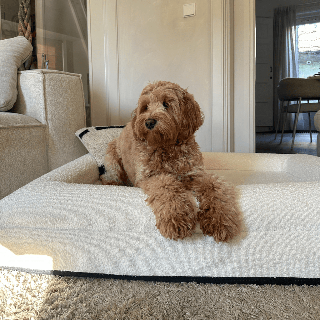 Orthopedic Dog Cushion with Bouclé Cover – Memory Foam and Washable