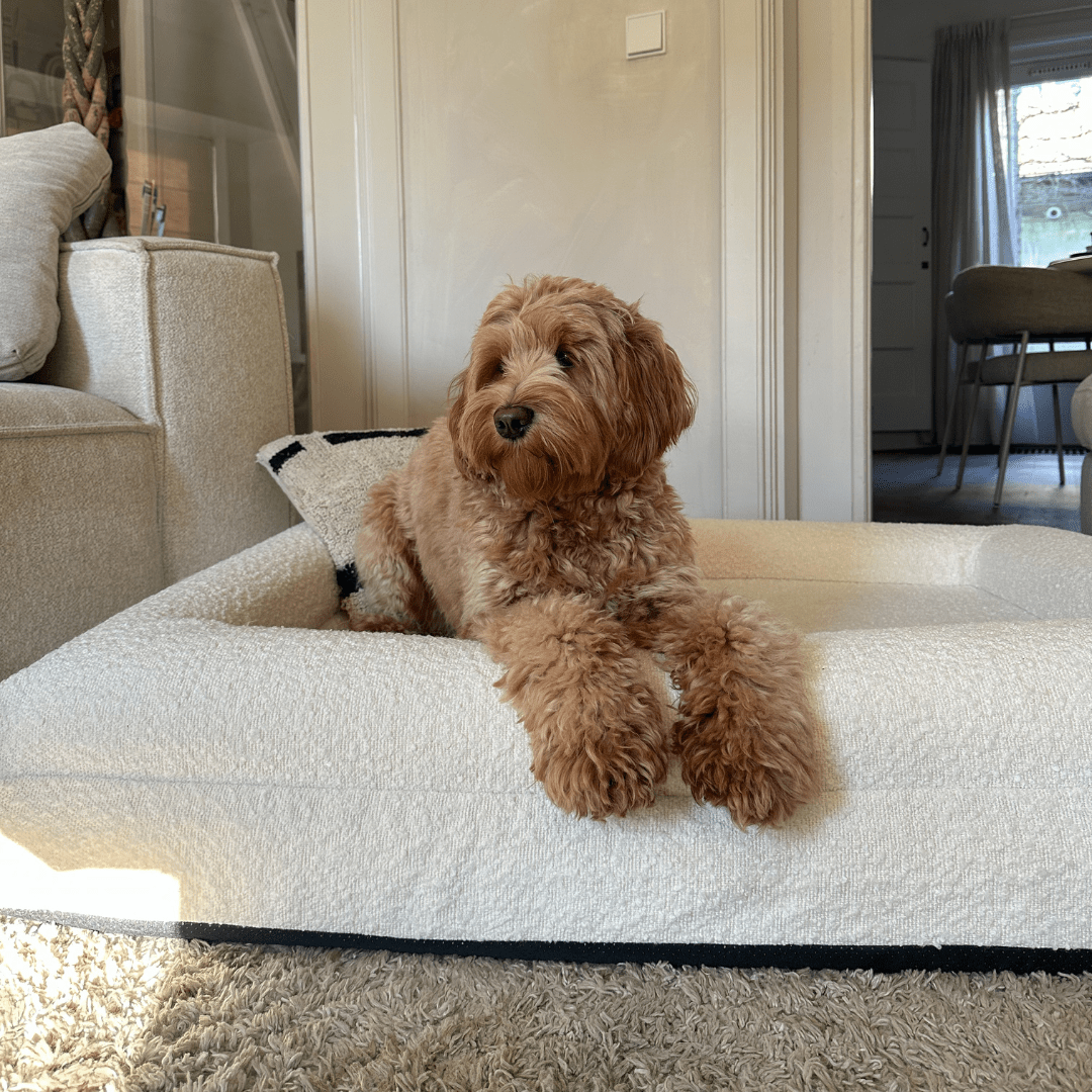 Orthopedic Dog Cushion with Bouclé Cover – Memory Foam and Washable