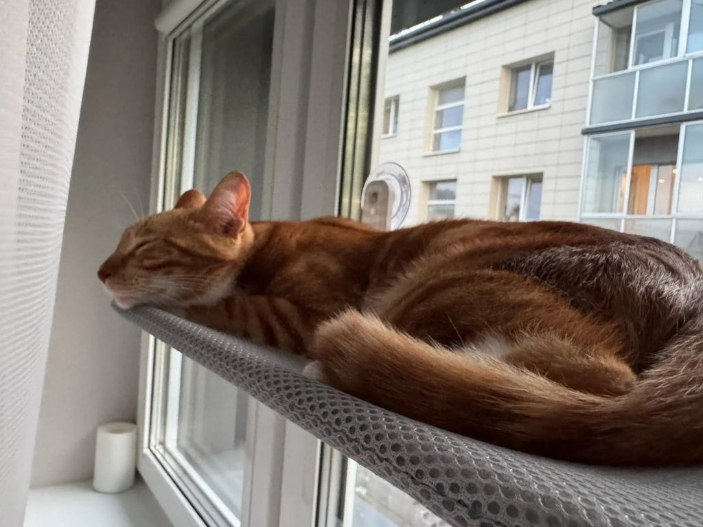 PAWPERCH – Foldable Cat Hammock with Wall-Friendly Mount | No-Drill Window Seat