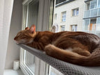 PAWPERCH – Foldable Cat Hammock with Wall-Friendly Mount | No-Drill Window Seat