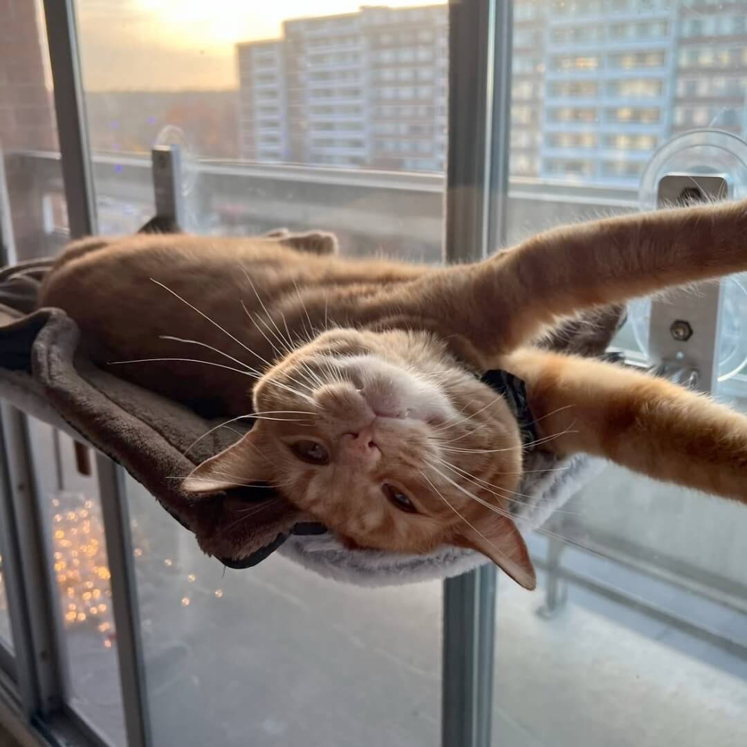 PAWPERCH – Foldable Cat Hammock with Wall-Friendly Mount | No-Drill Window Seat