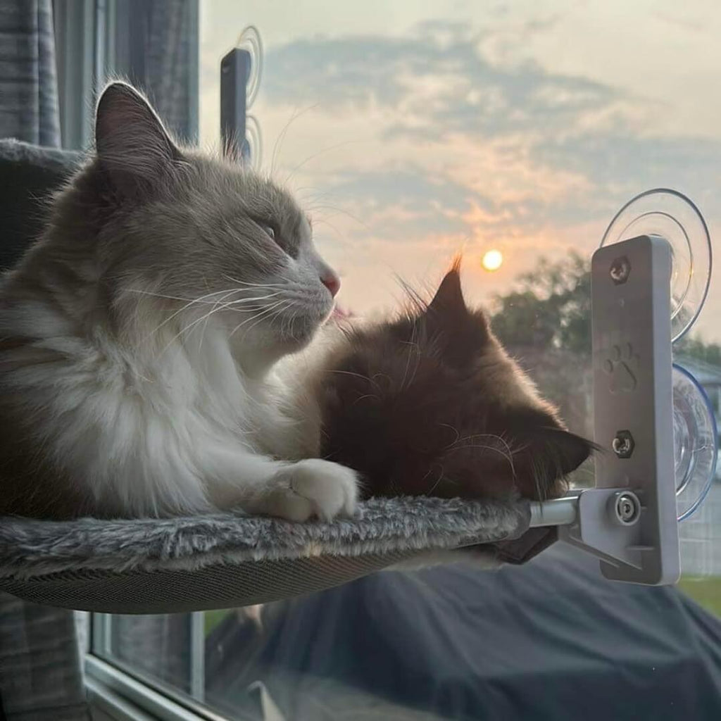 PAWPERCH – Foldable Cat Hammock with Wall-Friendly Mount | No-Drill Window Seat