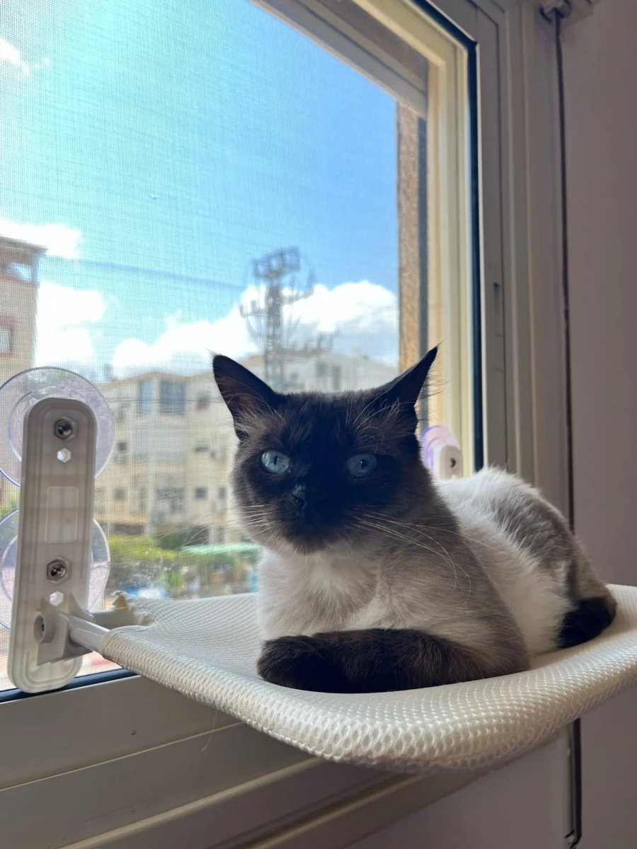 PAWPERCH – Foldable Cat Hammock with Wall-Friendly Mount | No-Drill Window Seat