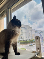 PAWPERCH – Foldable Cat Hammock with Wall-Friendly Mount | No-Drill Window Seat