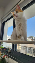 PAWPERCH – Foldable Cat Hammock with Wall-Friendly Mount | No-Drill Window Seat