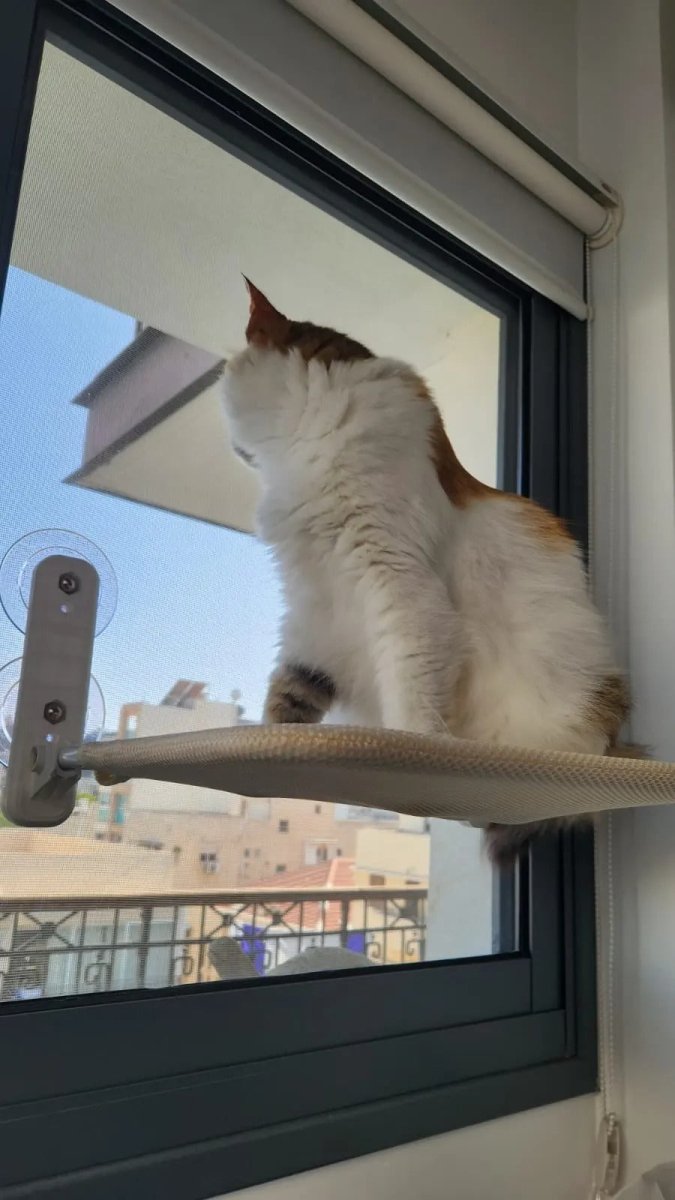PAWPERCH – Foldable Cat Hammock with Wall-Friendly Mount | No-Drill Window Seat