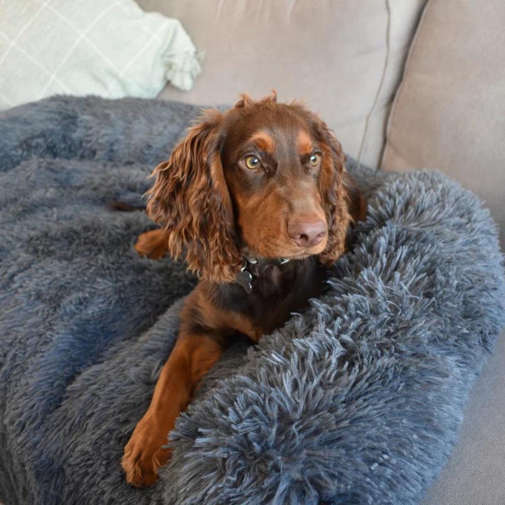PawShield - Calming Dog Couch Cover