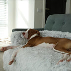 PawShield - Calming Dog Couch Cover