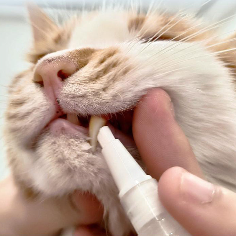 Pet Toothbrush Pen – PetSmile