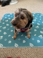 PetPaws Comfort Mat – Leak-Free Pet Mat