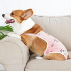 Post-Surgery - Dog Recovery Suit