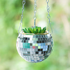 Disco Ball Plant