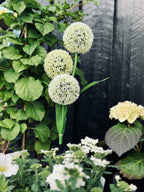 SolarBloom – Magical light for your garden
