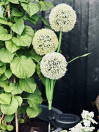 SolarBloom – Magical light for your garden