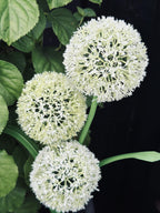 SolarBloom – Magical light for your garden