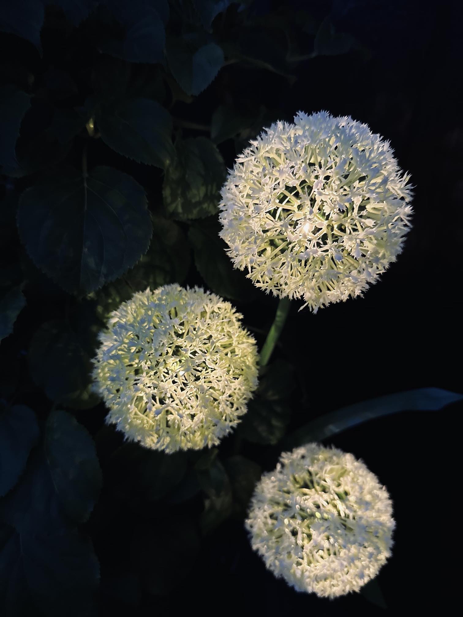 SolarBloom – Magical light for your garden