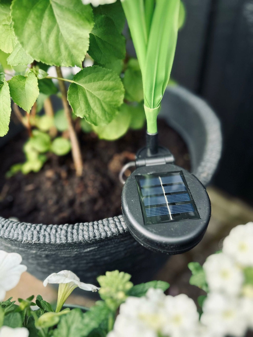 SolarBloom – Magical light for your garden