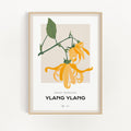 Ylang Ylang