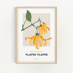 Ylang Ylang