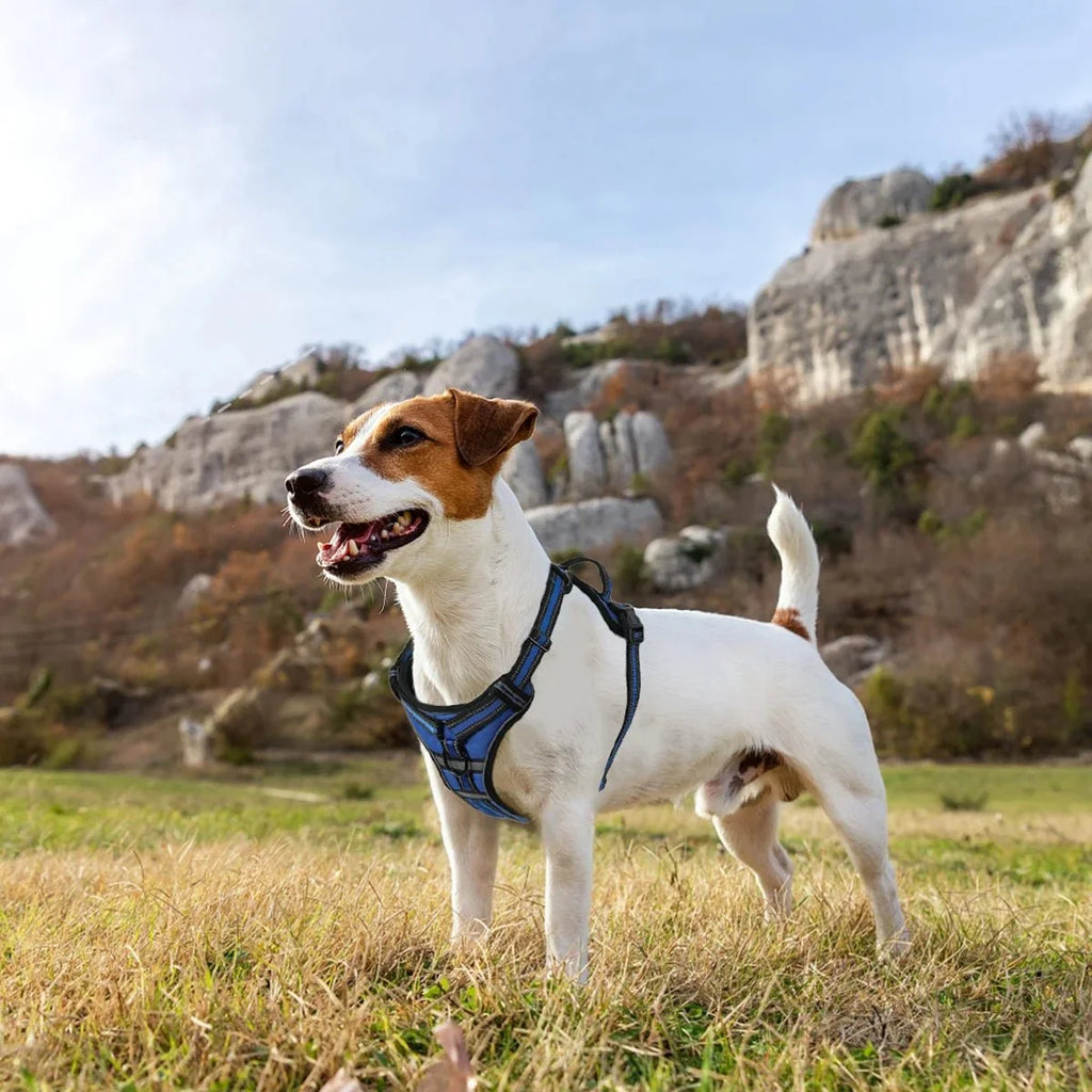 ReflectaGuard - No Pull Dog Harness