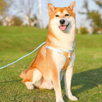 Reflective Puppy Harness - BrightPaw