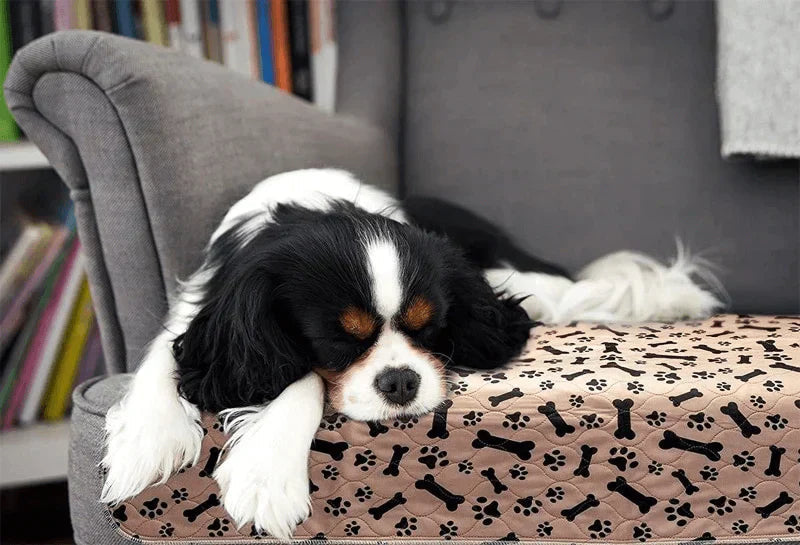 Reusable Plasma for Dogs - EcoPad