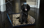 Reusable Plasma for Dogs - EcoPad