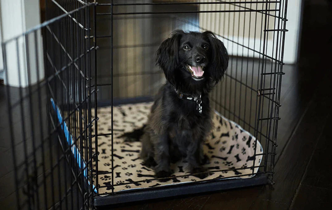 Reusable Plasma for Dogs - EcoPad