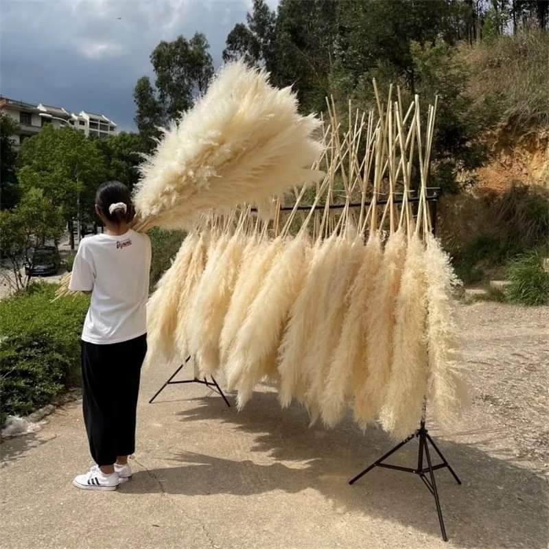 1.5M Pampas grass
