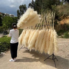 1.5M Pampas grass