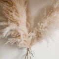 1.5M Pampas grass