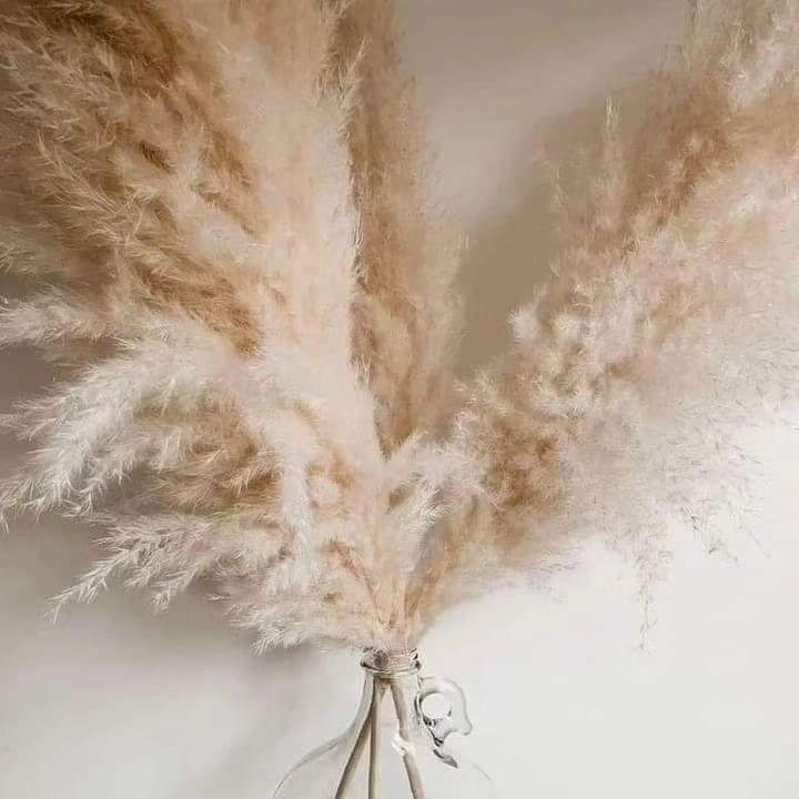 1.5M Pampas grass