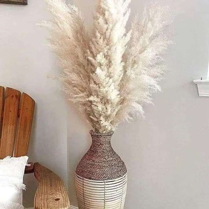 1.5M Pampas grass
