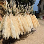 1.5M Pampas grass